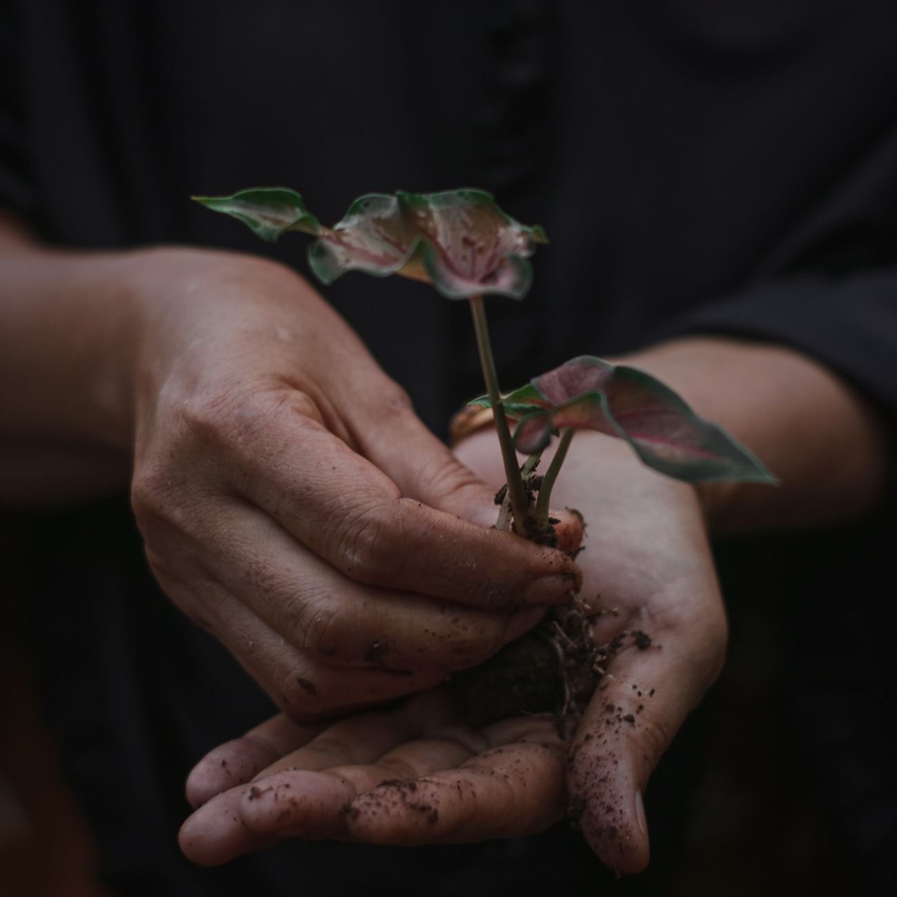 Close-up of hands gently holding a young seedling with dark soil