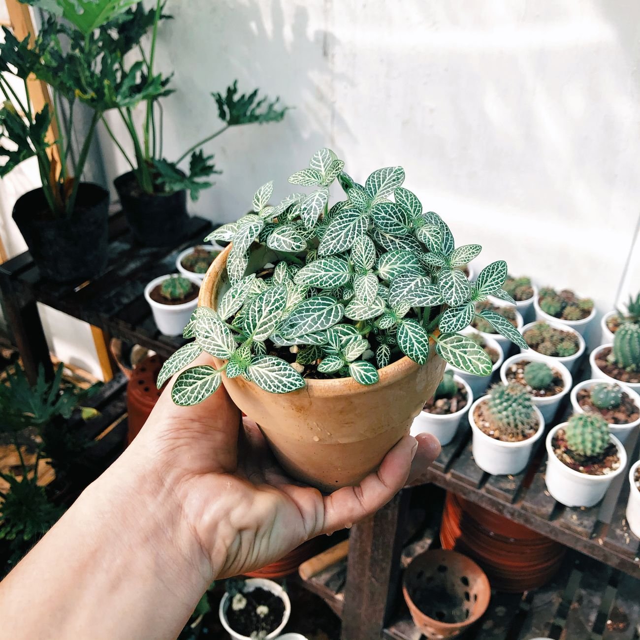 A hand holding a lush green plant in a terracotta pot among other small potted plants in sunlight