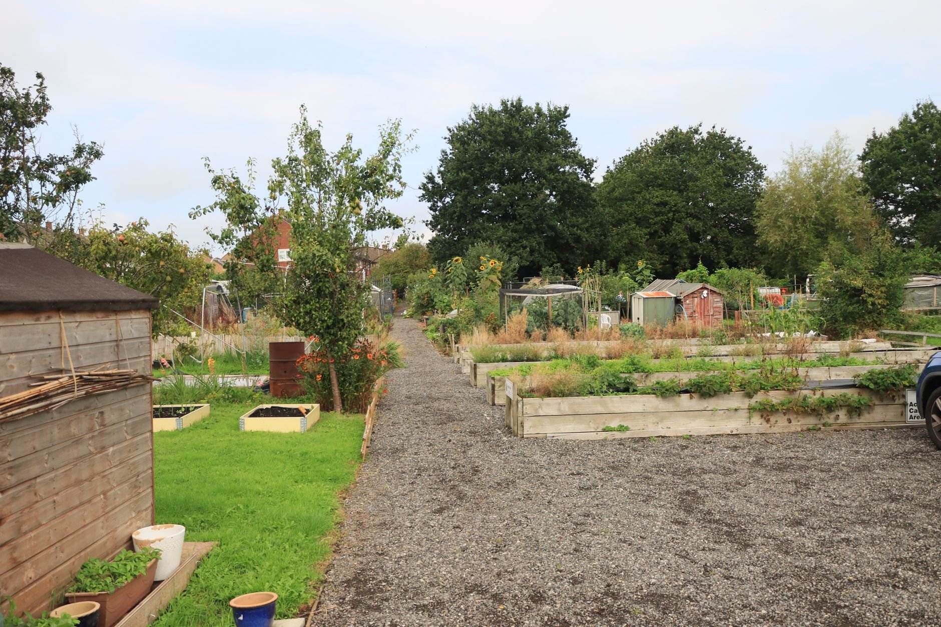 A flourishing community garden with raised beds and lush greenery on a clear day